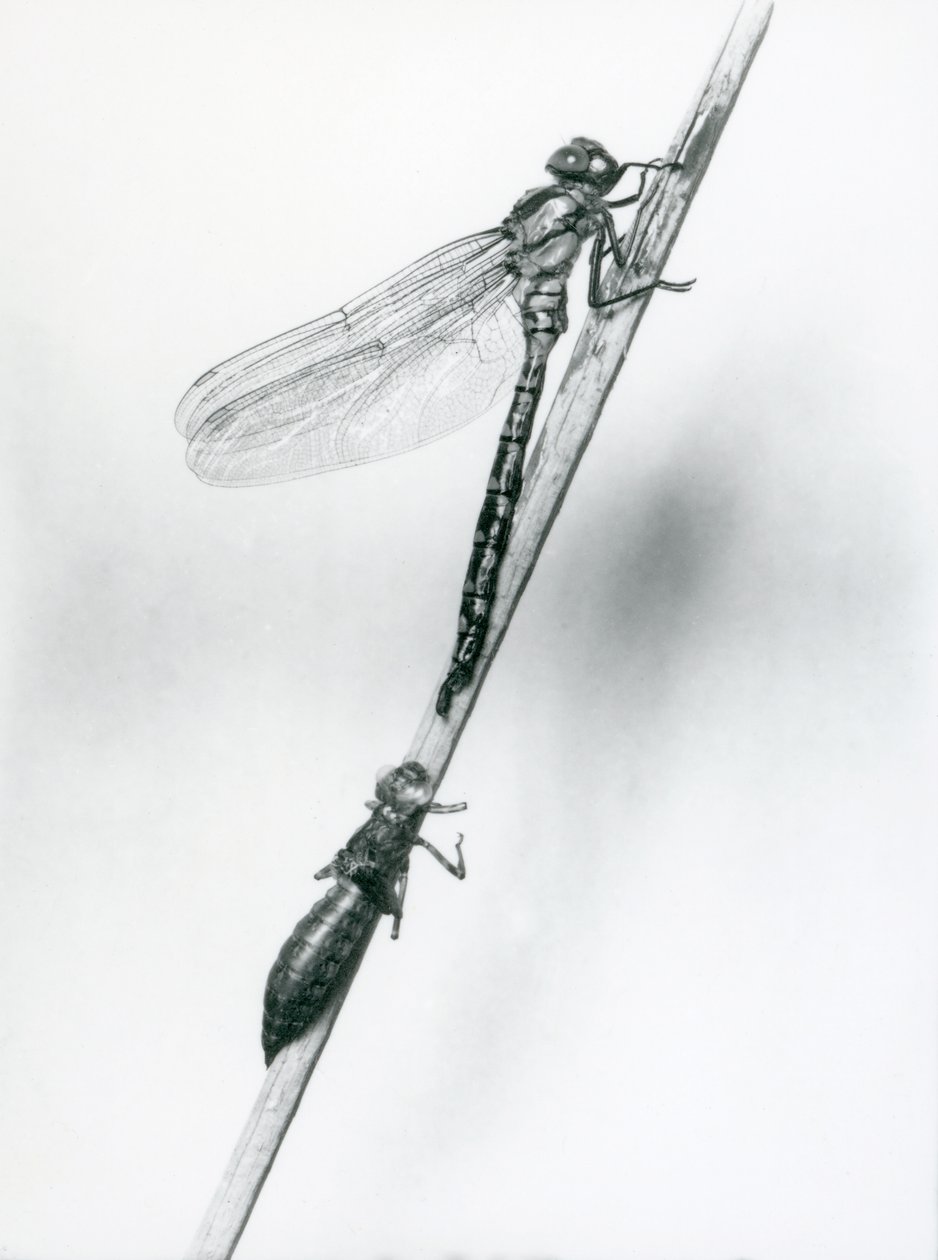 En nyligt opstået guldringet guldsmede hviler på et siv over sin tomme larveskal eller exuvia, London Zoo, 1925 af Frederick William Bond