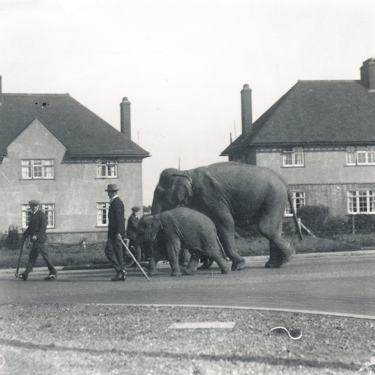 Et par indiske elefanter går fra Tilbury til ZSL Whipsnade af Frederick William Bond