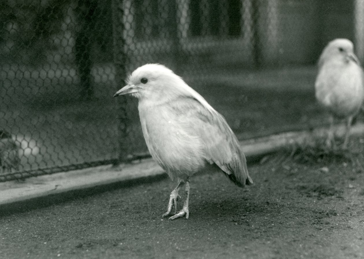 Et par Kagus, eller Cagous, stående på gulvet i deres indhegning i London Zoo, 1927 af Frederick William Bond
