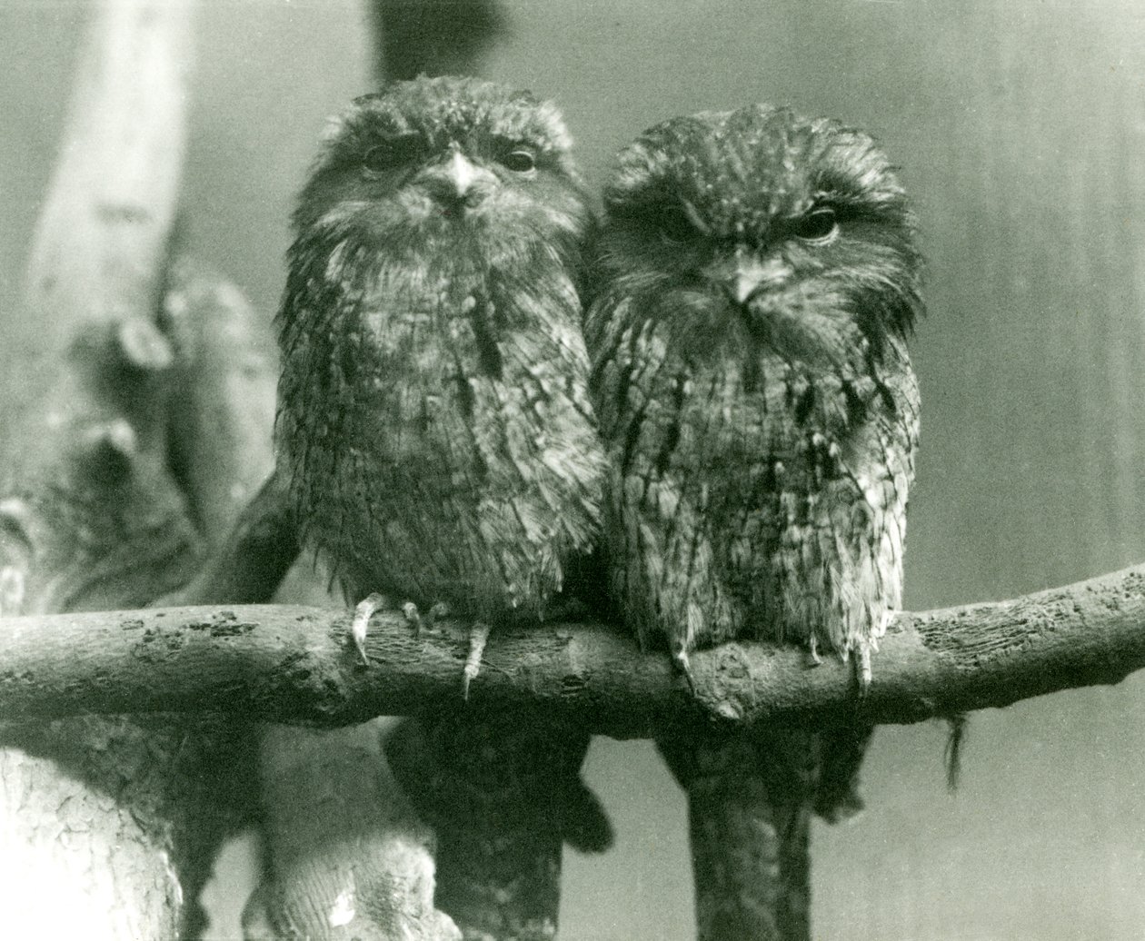 Et par Tawny Frogmouths sidder på en gren i London Zoo i 1924 af Frederick William Bond