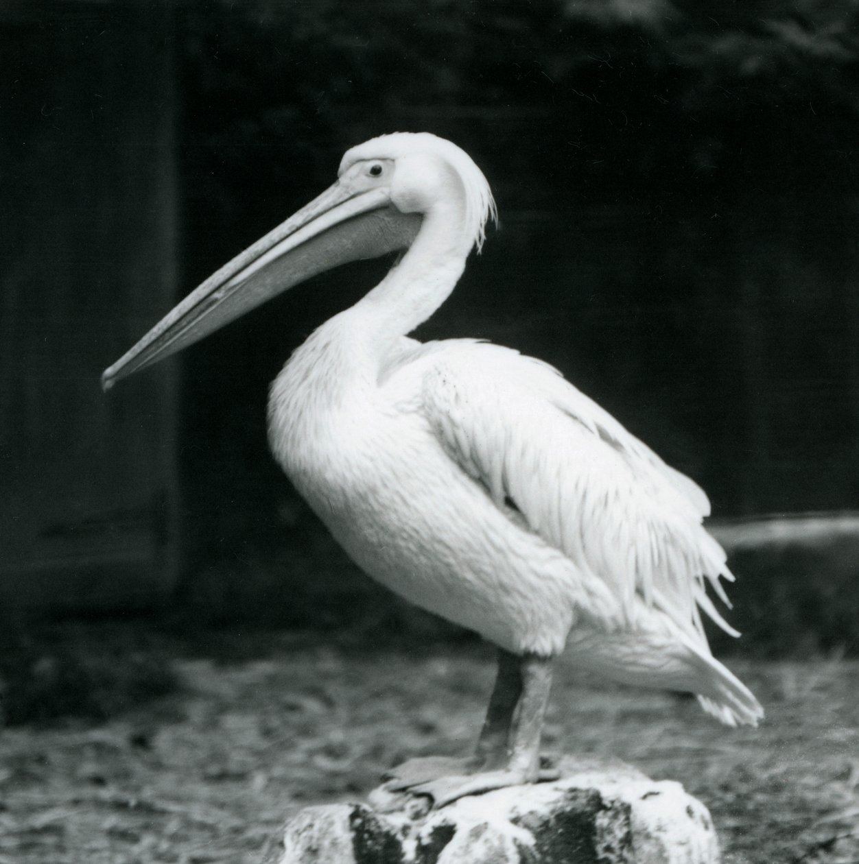 En pelikan stående på en træstub i London Zoo i september 1925 af Frederick William Bond