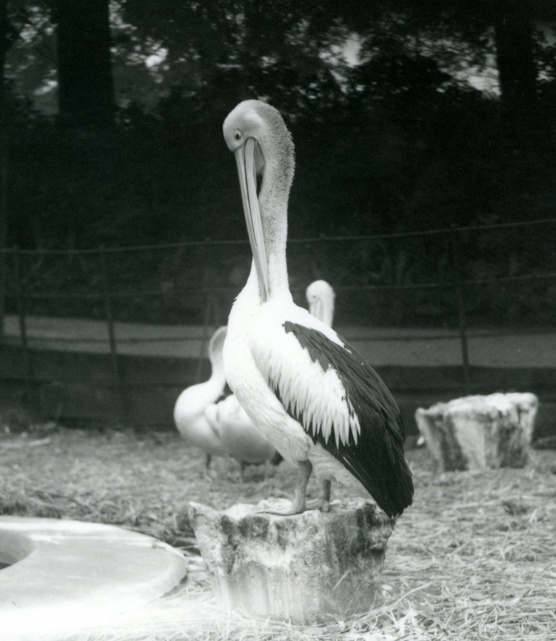 En pelikan, stående på en træstub, pudsede sin hals i London Zoo i september 1925 af Frederick William Bond