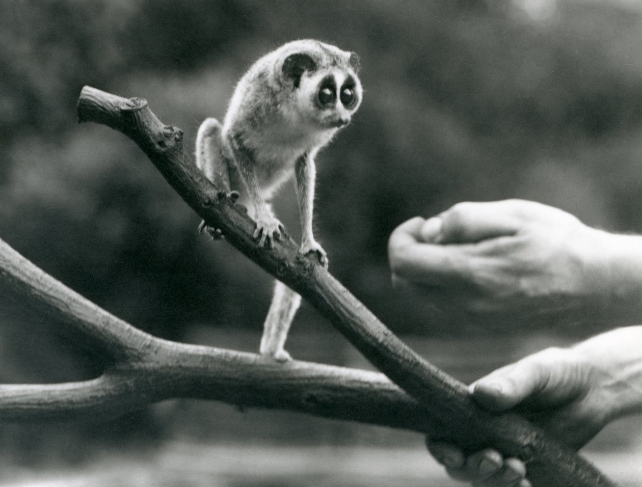 En slank loris stående på en gren holdt af en keeper, London Zoo, august 1926 af Frederick William Bond