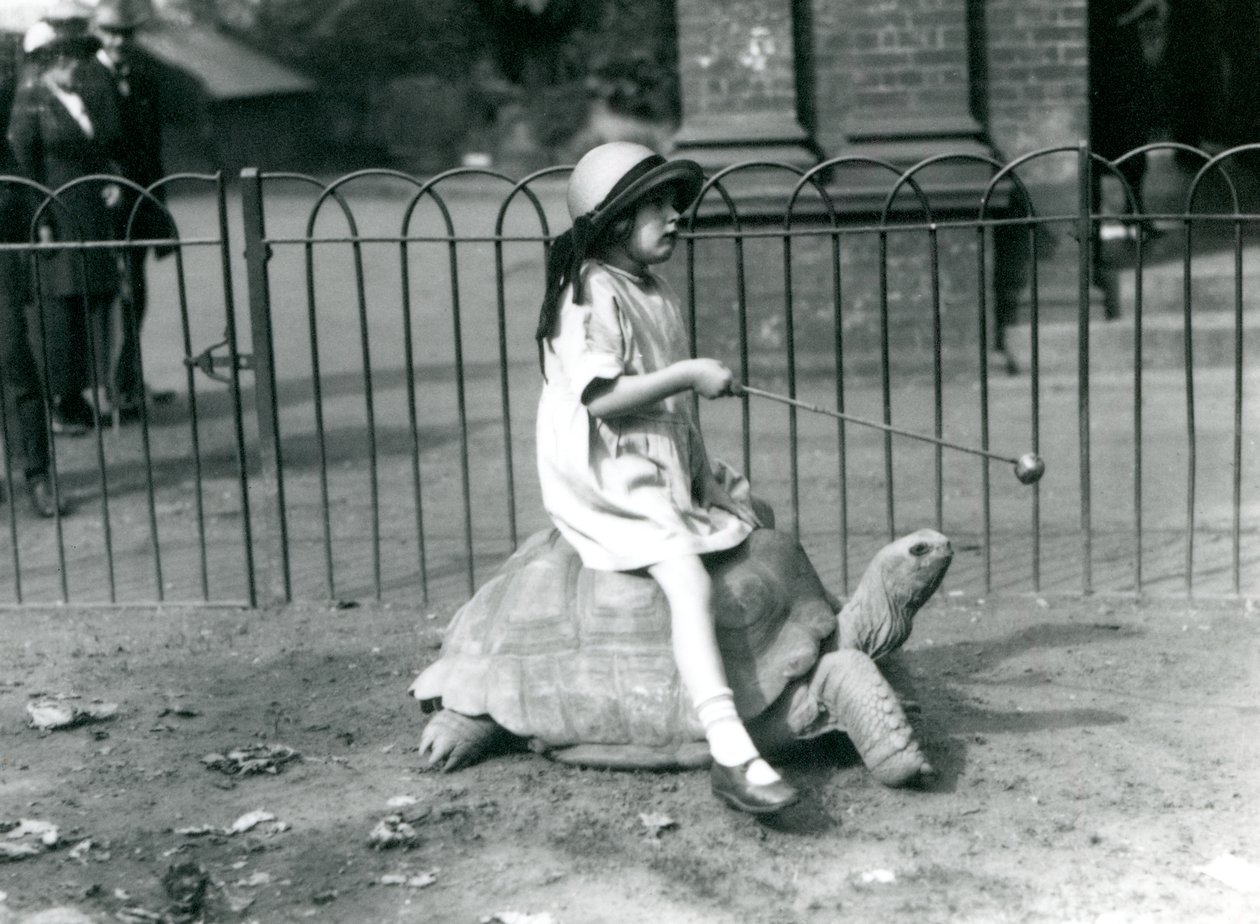 En lille pige, Betty, rækker en pind frem med et æble for enden for at føre den kæmpeskildpadde, hun rider på, London Zoo, 1924 af Frederick William Bond