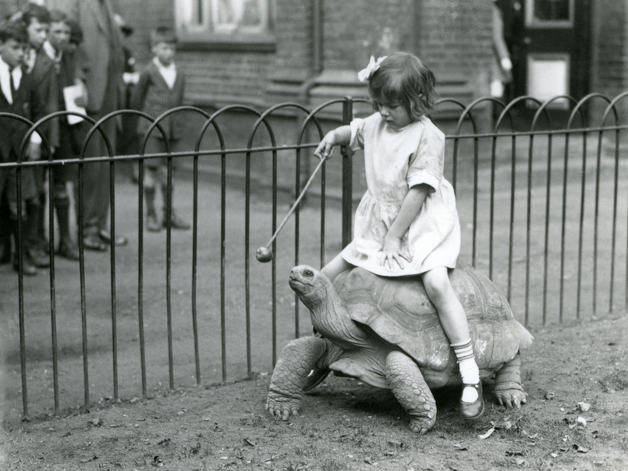 En lille pige, Betty, holder en pind med et æble i enden for at lede den kæmpeskildpadde, hun rider på, London Zoo, 1924 af Frederick William Bond