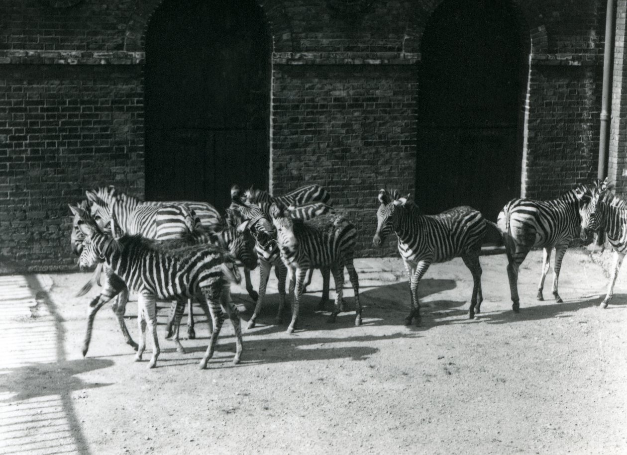 En lille flok Chapmans Zebra i London Zoo i 1924 af Frederick William Bond