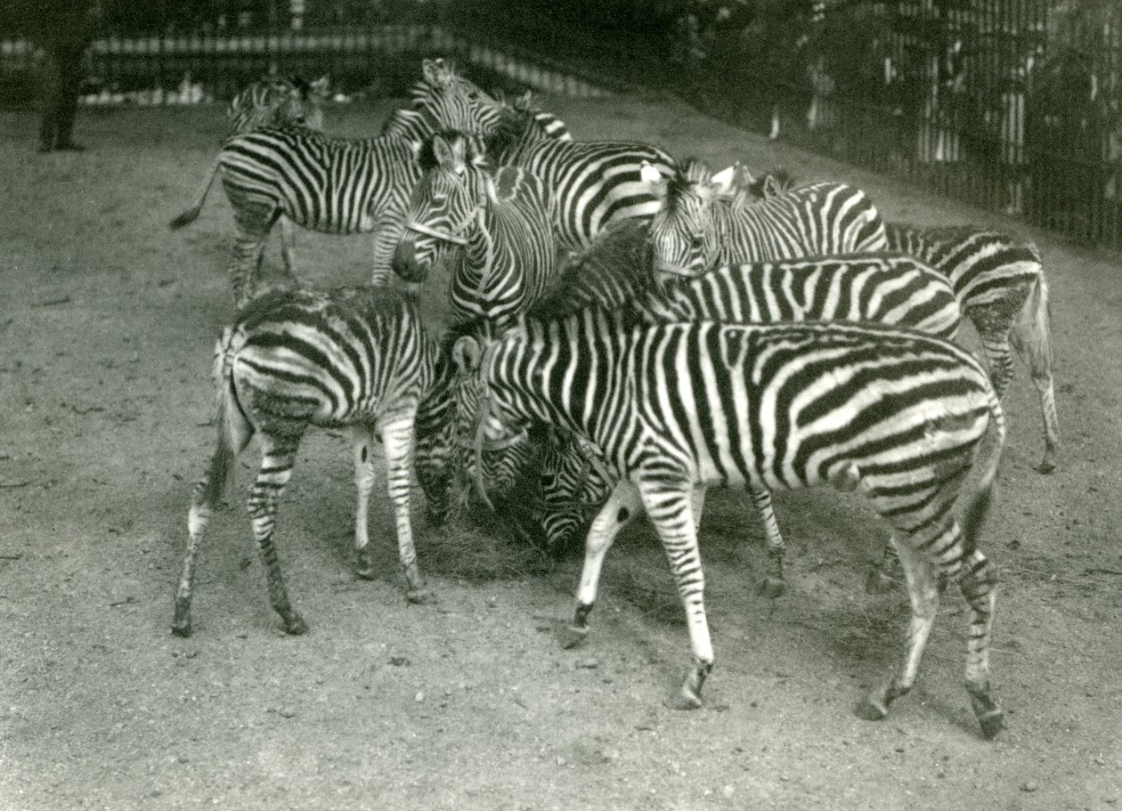En lille flok Chapmans Zebra, inklusive unge, London Zoo i 1923 af Frederick William Bond