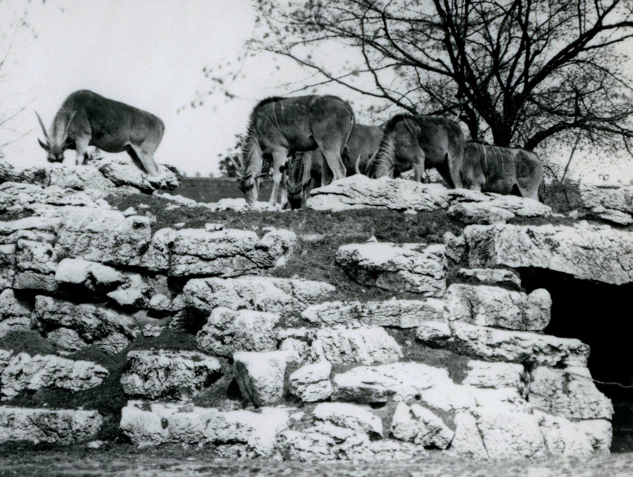 En lille flok almindelig eland græsser blandt klipperne i ElandAntelope Paddock i London Zoo i juni 1925 af Frederick William Bond