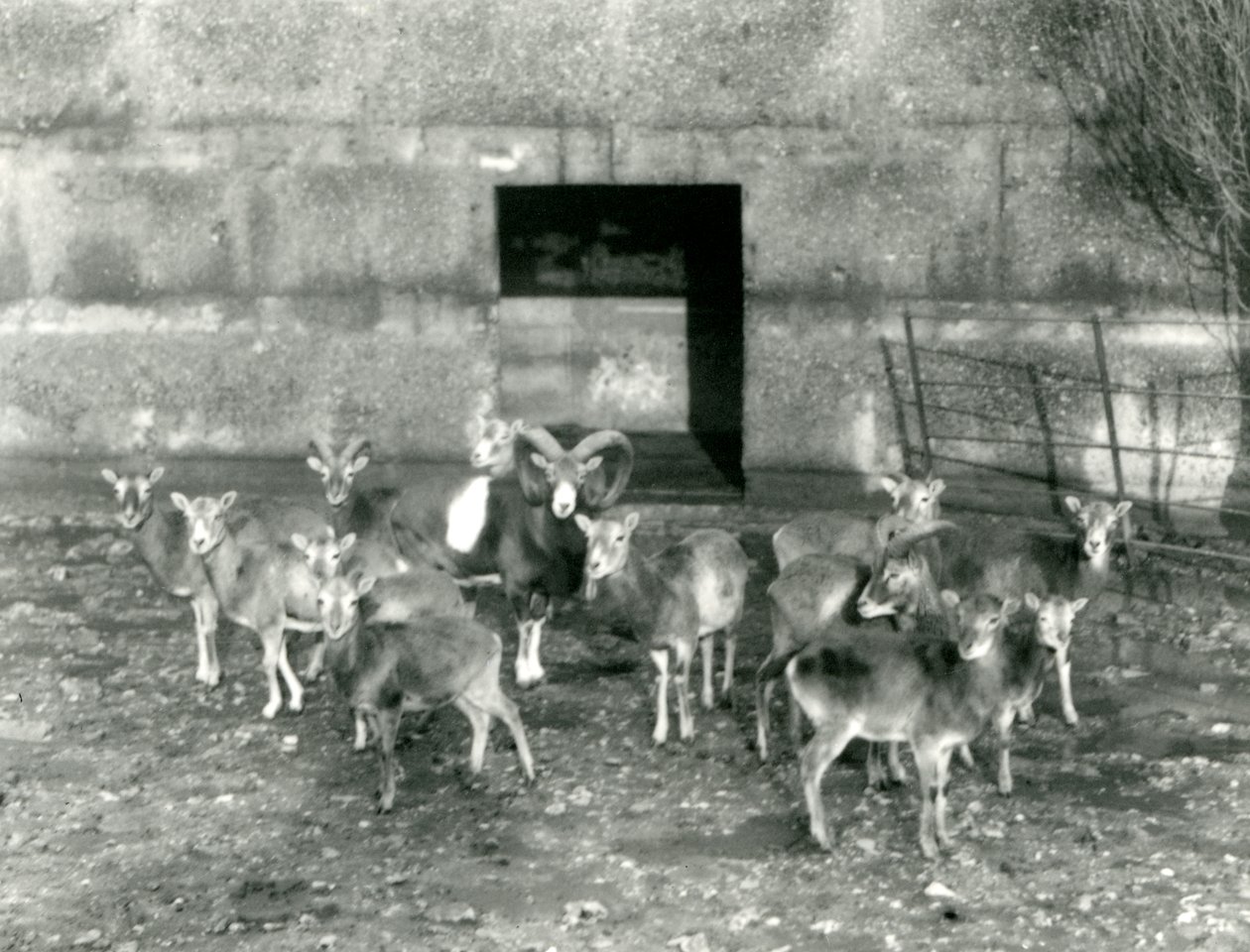 En lille flok Mouflon i London Zoo i november 1926 af Frederick William Bond