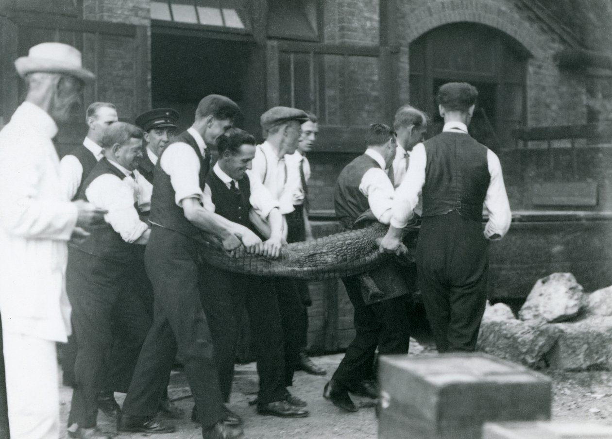 Et hold mænd bærer en alligator, der overvåges af Sir Peter Chalmers Mitchell, London Zoo, 1924 af Frederick William Bond