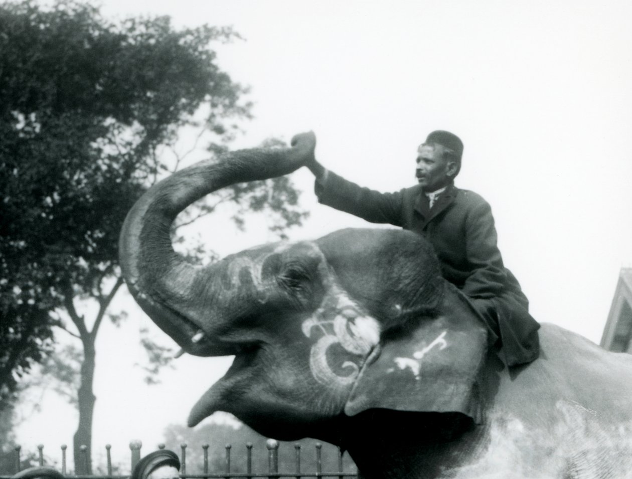 En træner, der sidder over halsen på en dekoreret indisk elefant, mens han rækker fremad for at holde enden af dens opadvendte snabel, London Zoo, 1927 af Frederick William Bond