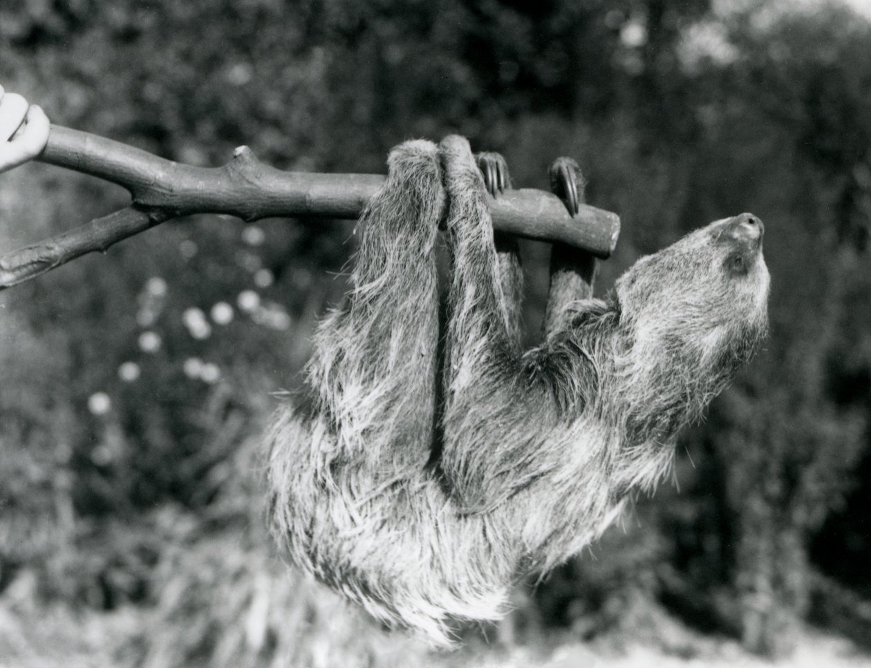 Et to-tået dovendyr hængende på en afskåret gren, som holdes af en dyrepasseren, London Zoo, september 1925 af Frederick William Bond