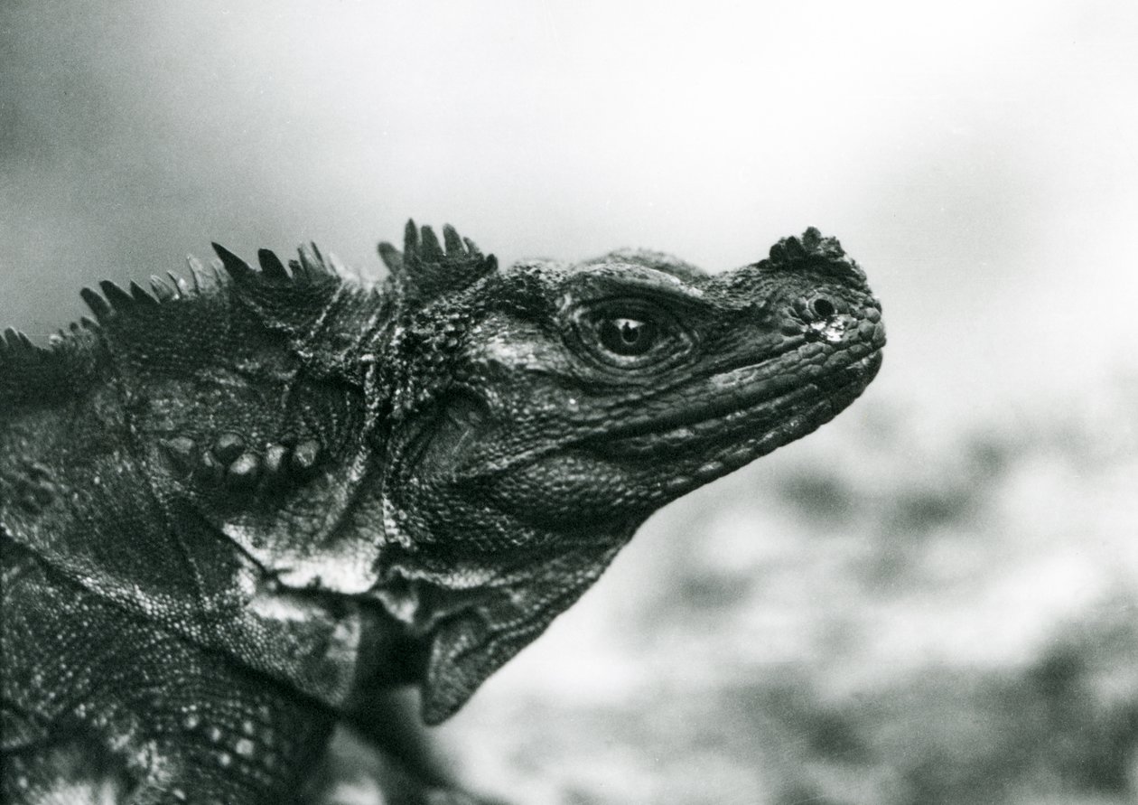 En sårbar Sailfin Lizard i London Zoo i 1928 (s/h foto) af Frederick William Bond