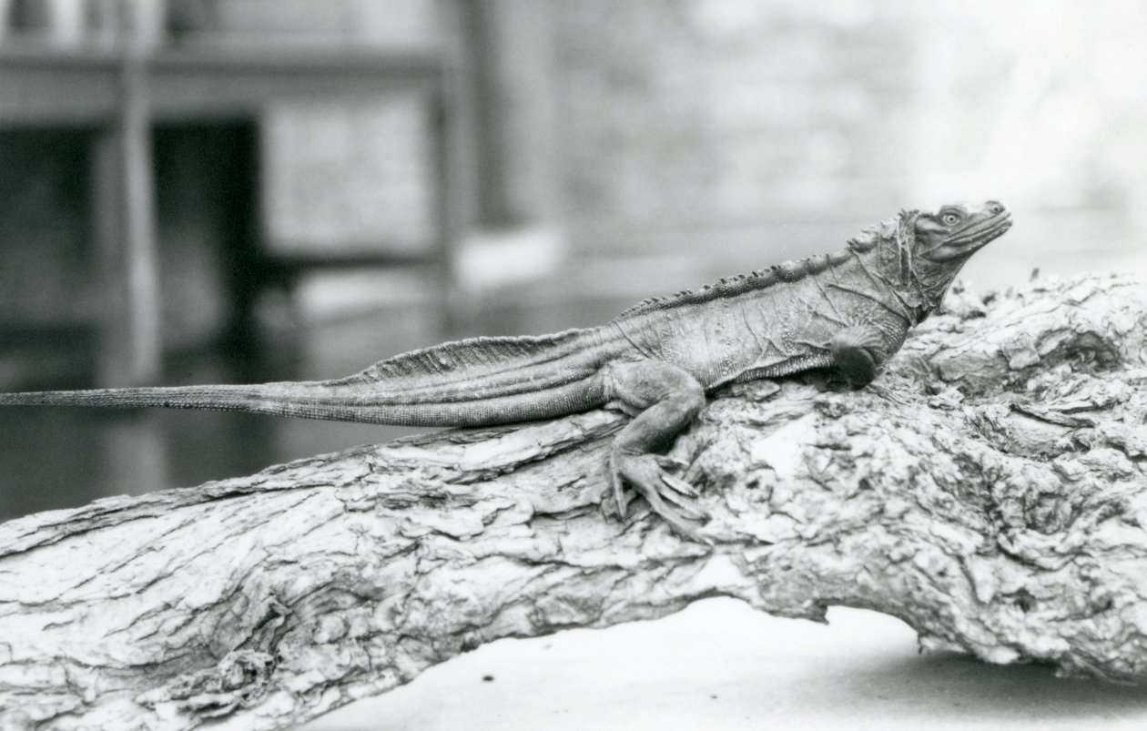 En sårbar sejlfinneøkse hviler på en træstamme i London Zoo i 1928 (s/h-foto) af Frederick William Bond