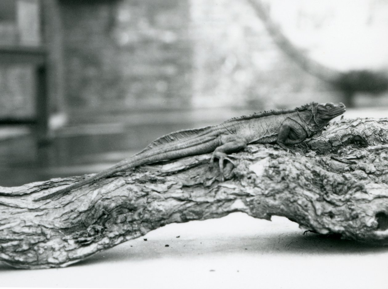 En sårbar Sailfin Lizard hviler på en træstamme i London Zoo i 1928 (s/h foto) af Frederick William Bond