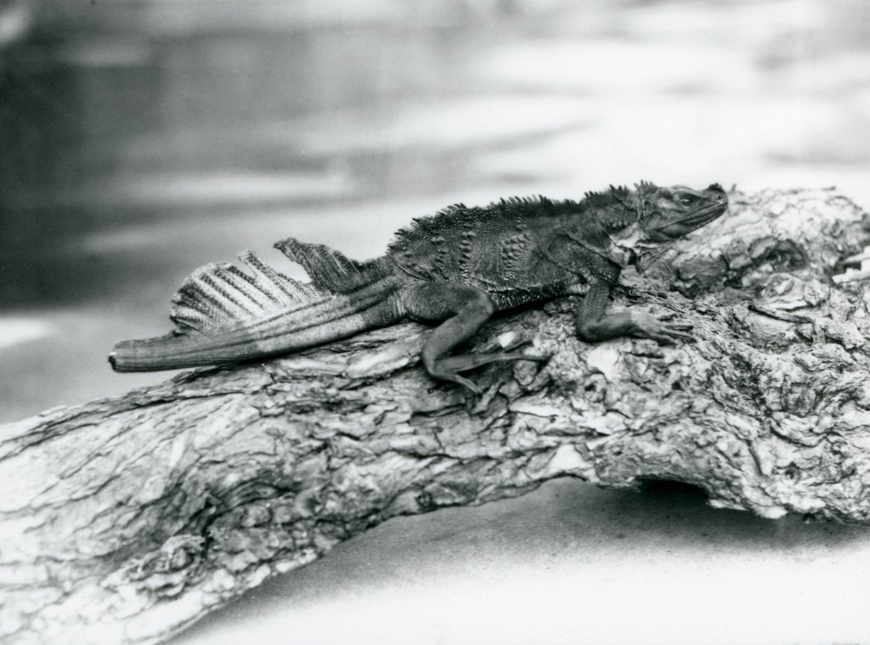 En sårbar Sailfin Lizard, med en beskadiget hale, hviler på en træstamme i London Zoo i 1929 (s/h foto) af Frederick William Bond