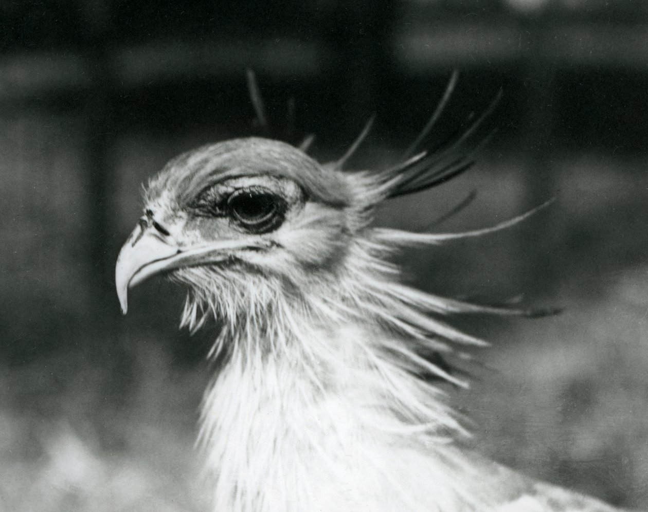 En sårbar Secretary Bird eller Secretarybird i London Zoo i 1928 (s/h foto) af Frederick William Bond