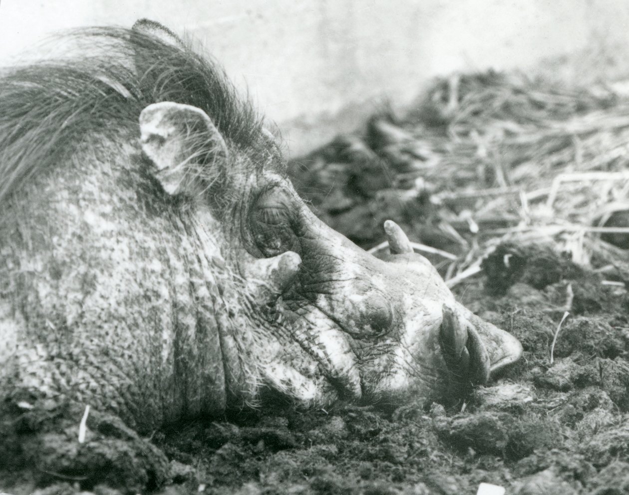 Et vortesvin hviler i mudder i London Zoo, 1927 af Frederick William Bond