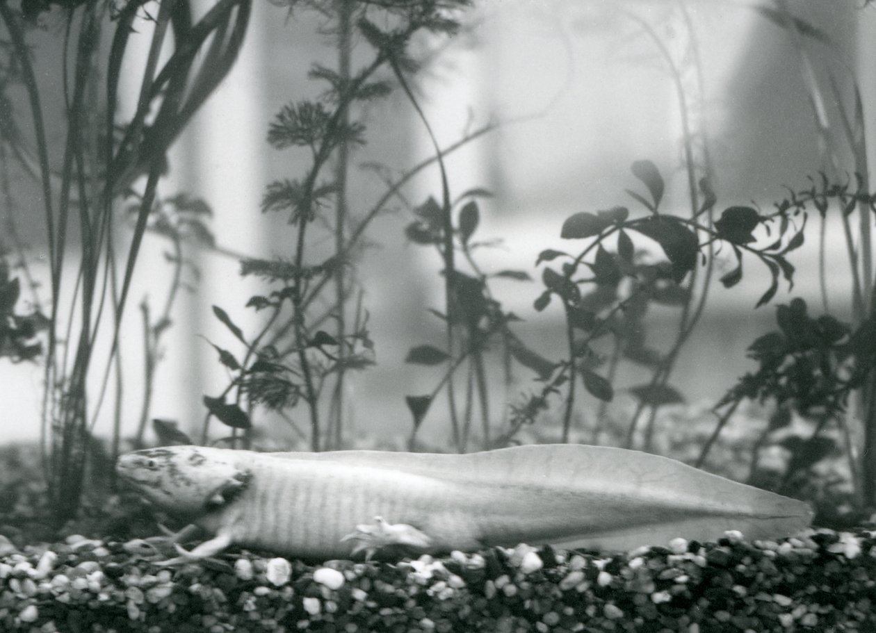 En hvid Axolotl / mexicansk salamander hviler på grus på gulvet i en tank i London Zoo i 1928 (s/h foto) af Frederick William Bond