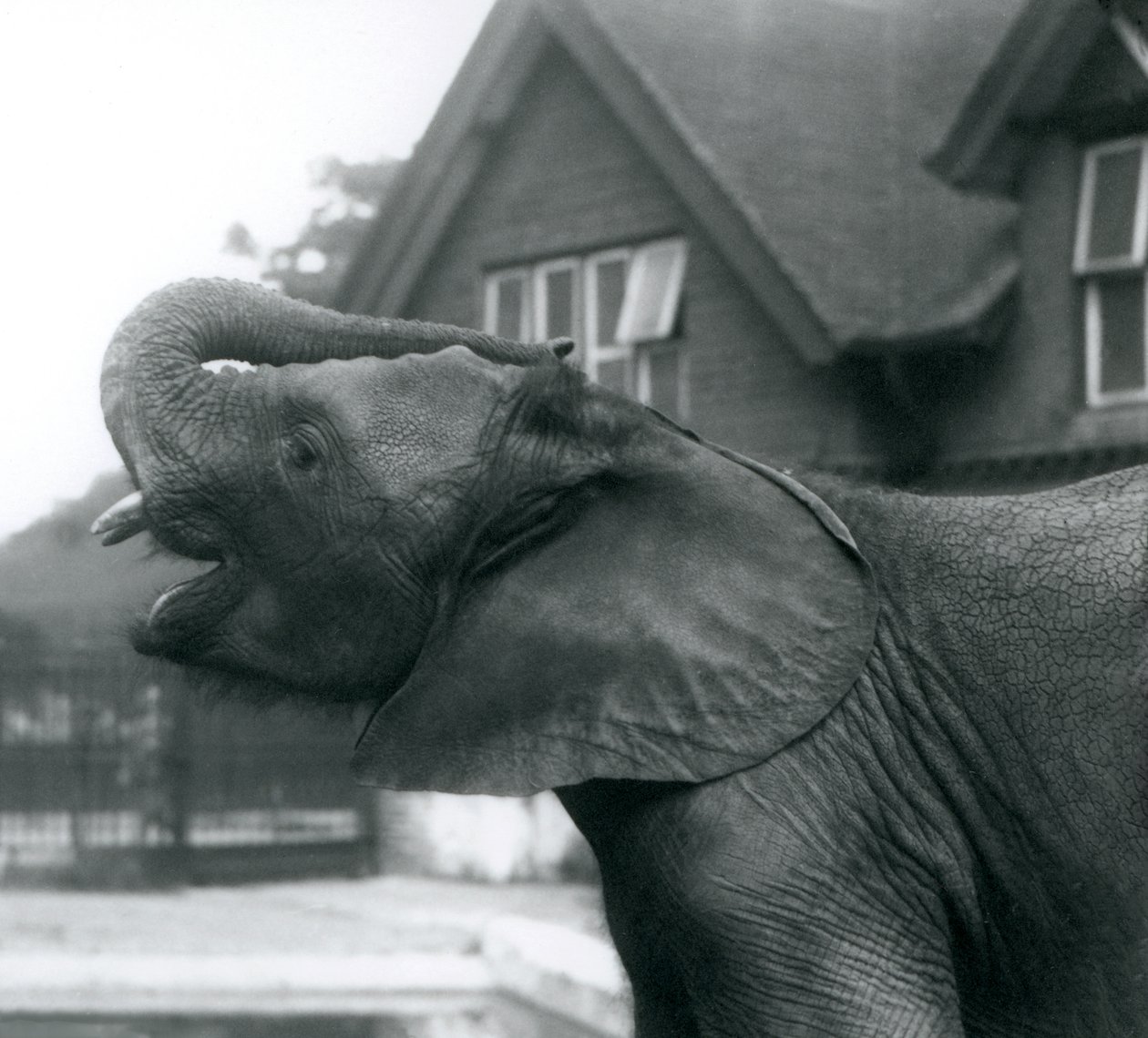 En ung afrikansk elefant med sin snabel hævet op på panden, London Zoo, august 1925 af Frederick William Bond