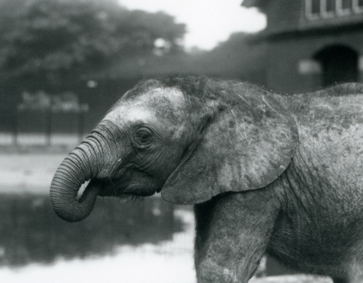 En ung afrikansk elefant med enden af sin snabel i munden, London Zoo, august 1925 af Frederick William Bond
