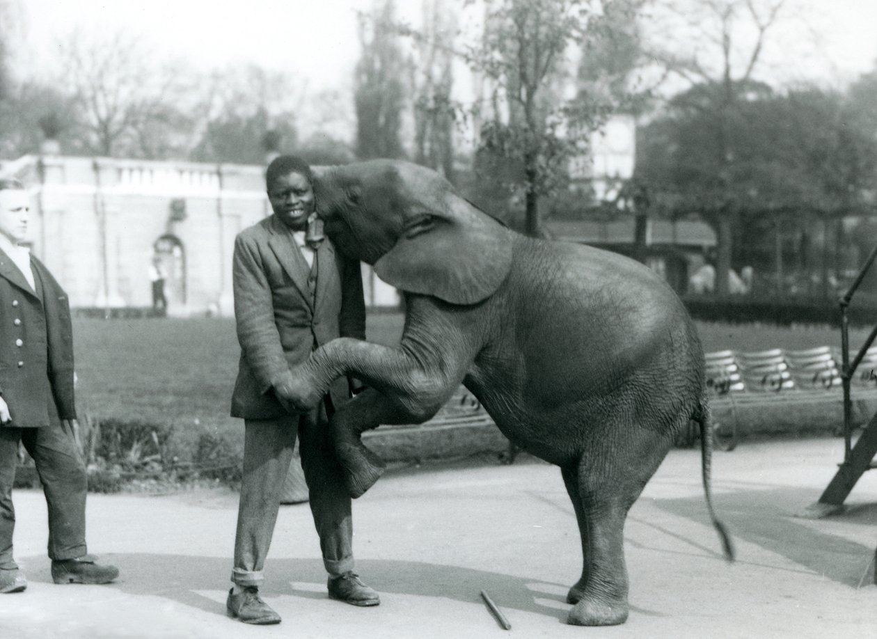 En ung afrikansk pygmæelefant står på bagbenene for at omfavne sin afrikanske træner, mens målmanden ser på, London Zoo, juli 1925 af Frederick William Bond