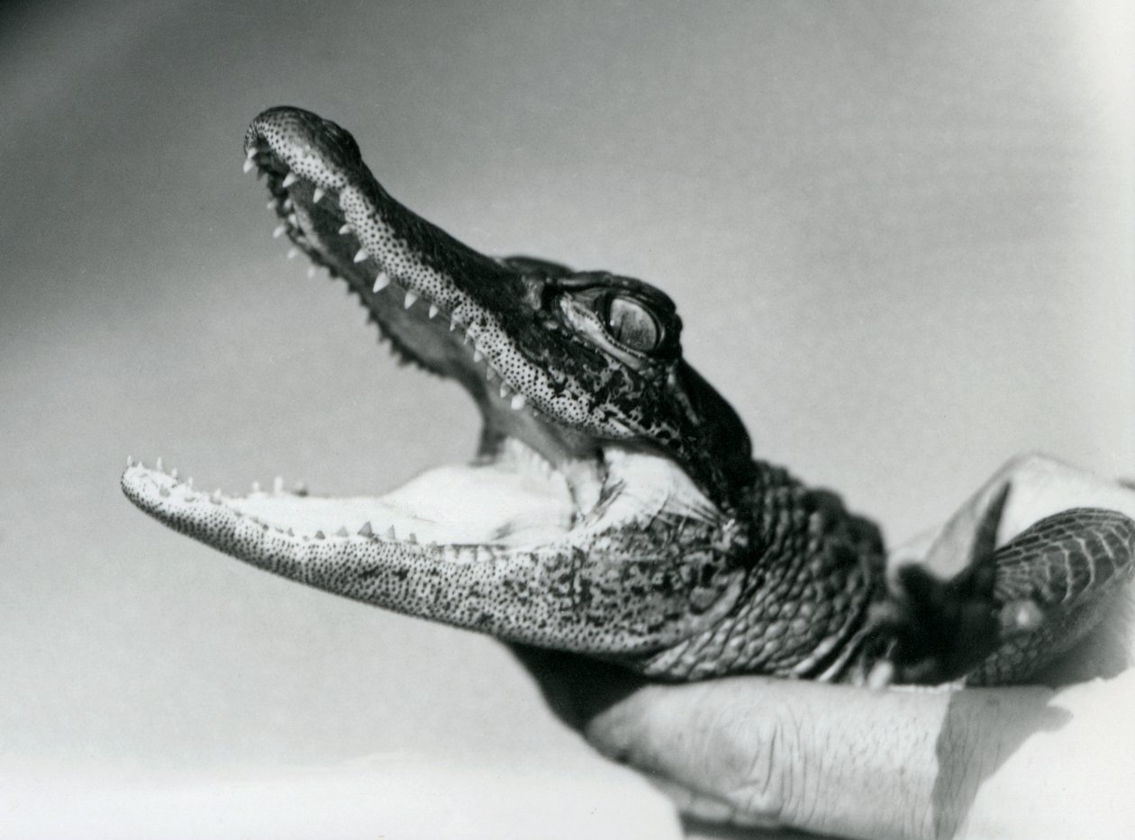 En ung alligator holdt om halsen af sin keeper, London Zoo, august 1928 (s/h foto) af Frederick William Bond