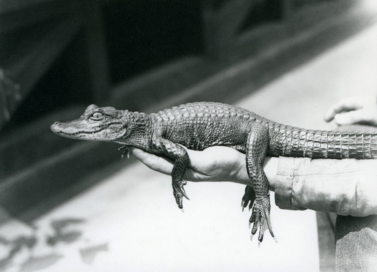 En ung Alligator holdt i hånden på sin keeper, London Zoo af Frederick William Bond