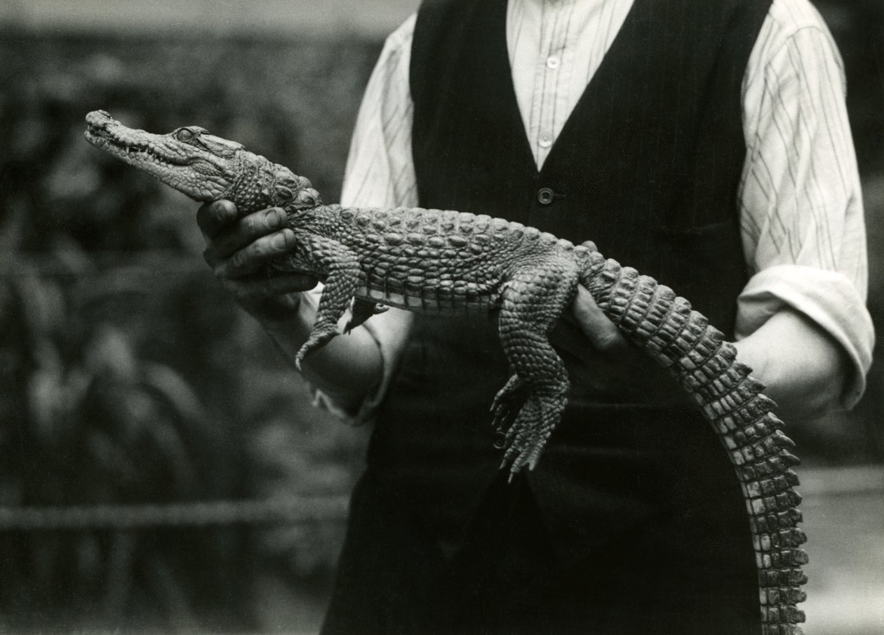 En ung amerikansk alligator holdt af sin keeper, London Zoo, 1924 af Frederick William Bond