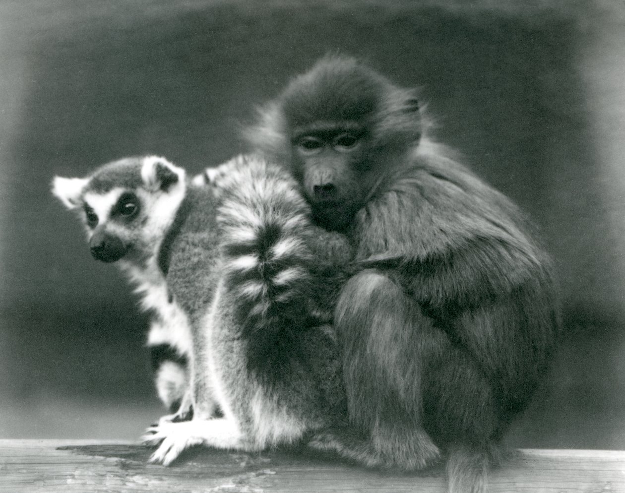 En ung bavian hygger sig med en ringhalet lemur på en bjælke, London Zoo, 1925 af Frederick William Bond