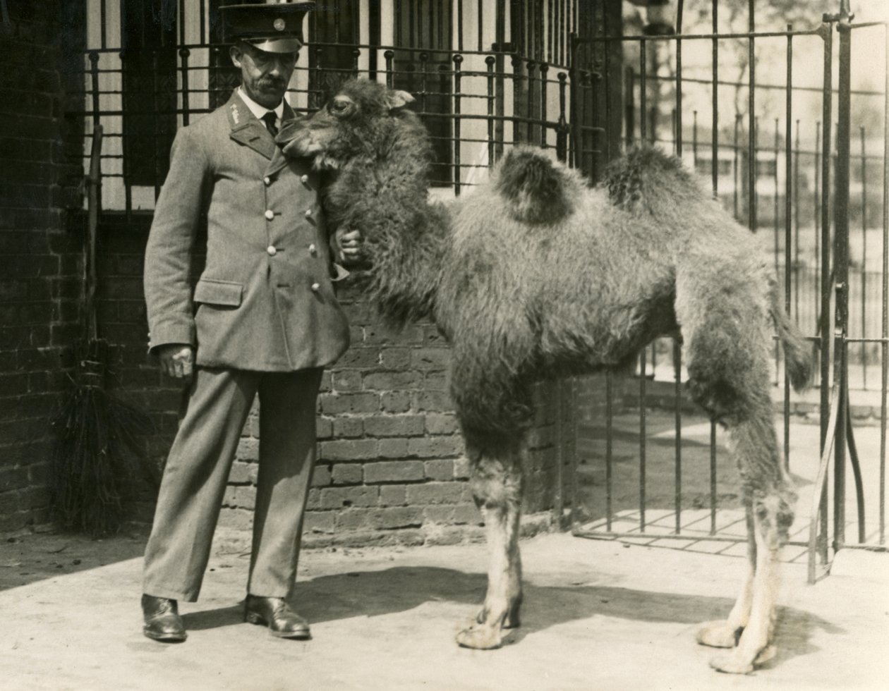 En ung Bactrian Camel, som blev født i menageriet, med sin vogter, London Zoo af Frederick William Bond