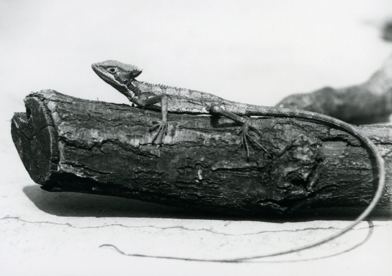 En ung Basilisk Lizard hviler på en træstamme i London Zoo i august 1928 (s/h foto) af Frederick William Bond