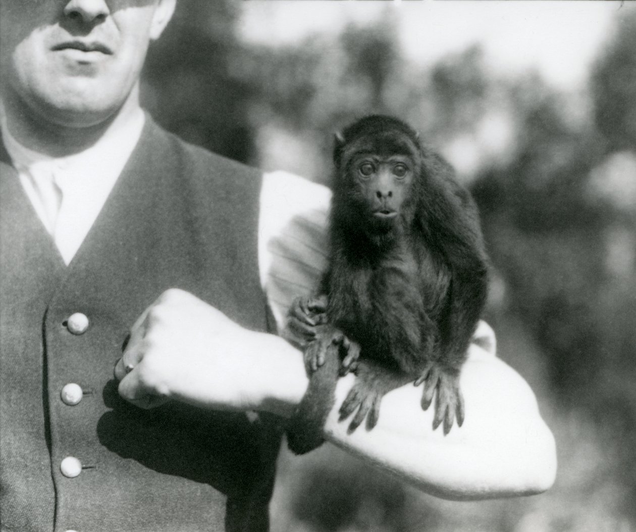 En ung Black Howler Monkey sidder på en mands arm med dens gribende hale viklet om sit håndled, London Zoo, 1923 (bw foto) af Frederick William Bond