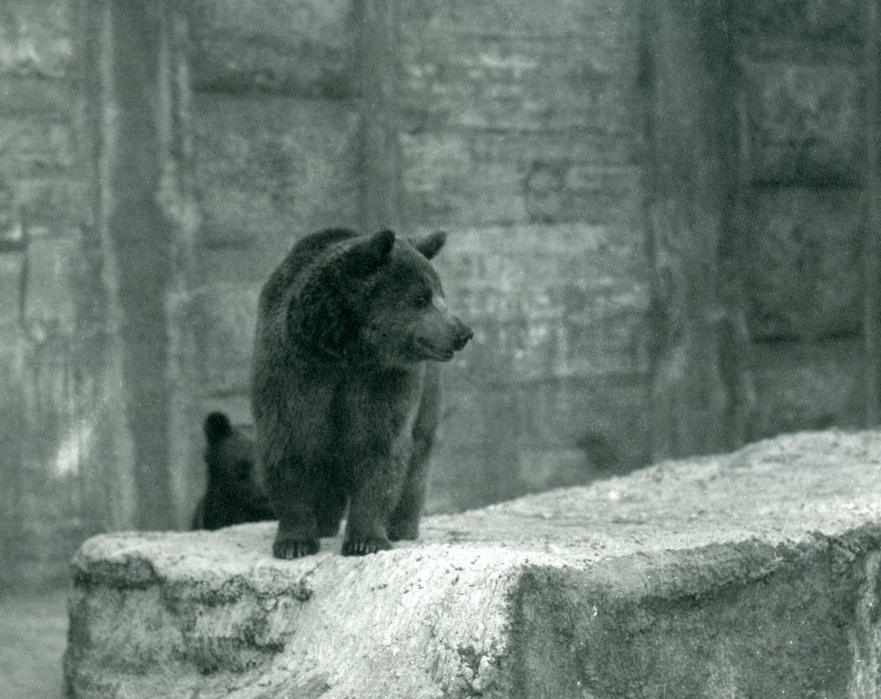 En ung brun bjørn i London Zoo, juni 1914 af Frederick William Bond