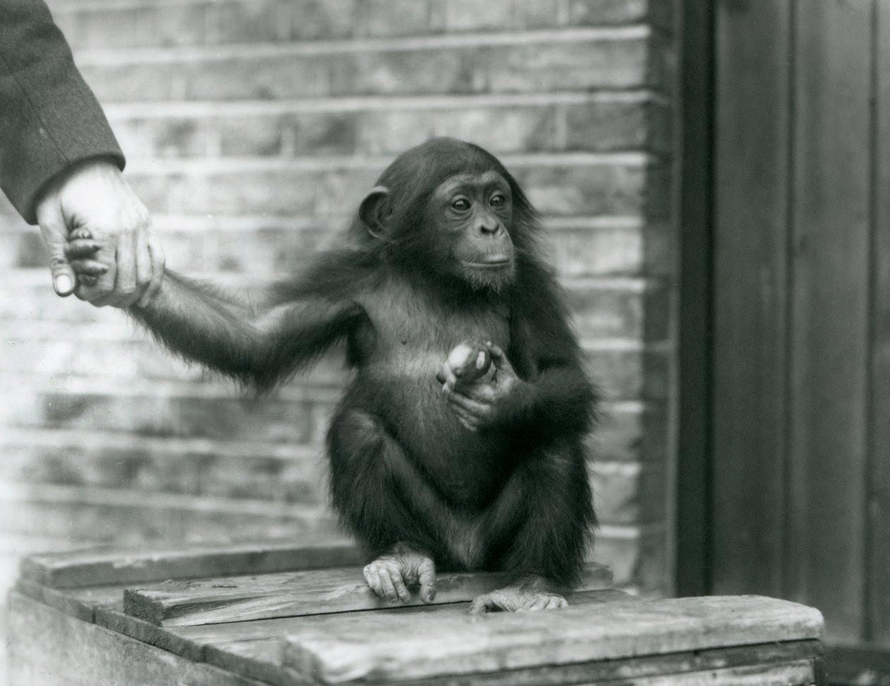 En ung chimpanse, der holder hånden på en vogter, mens han sidder på en trækasse, London Zoo, juni 1926 af Frederick William Bond