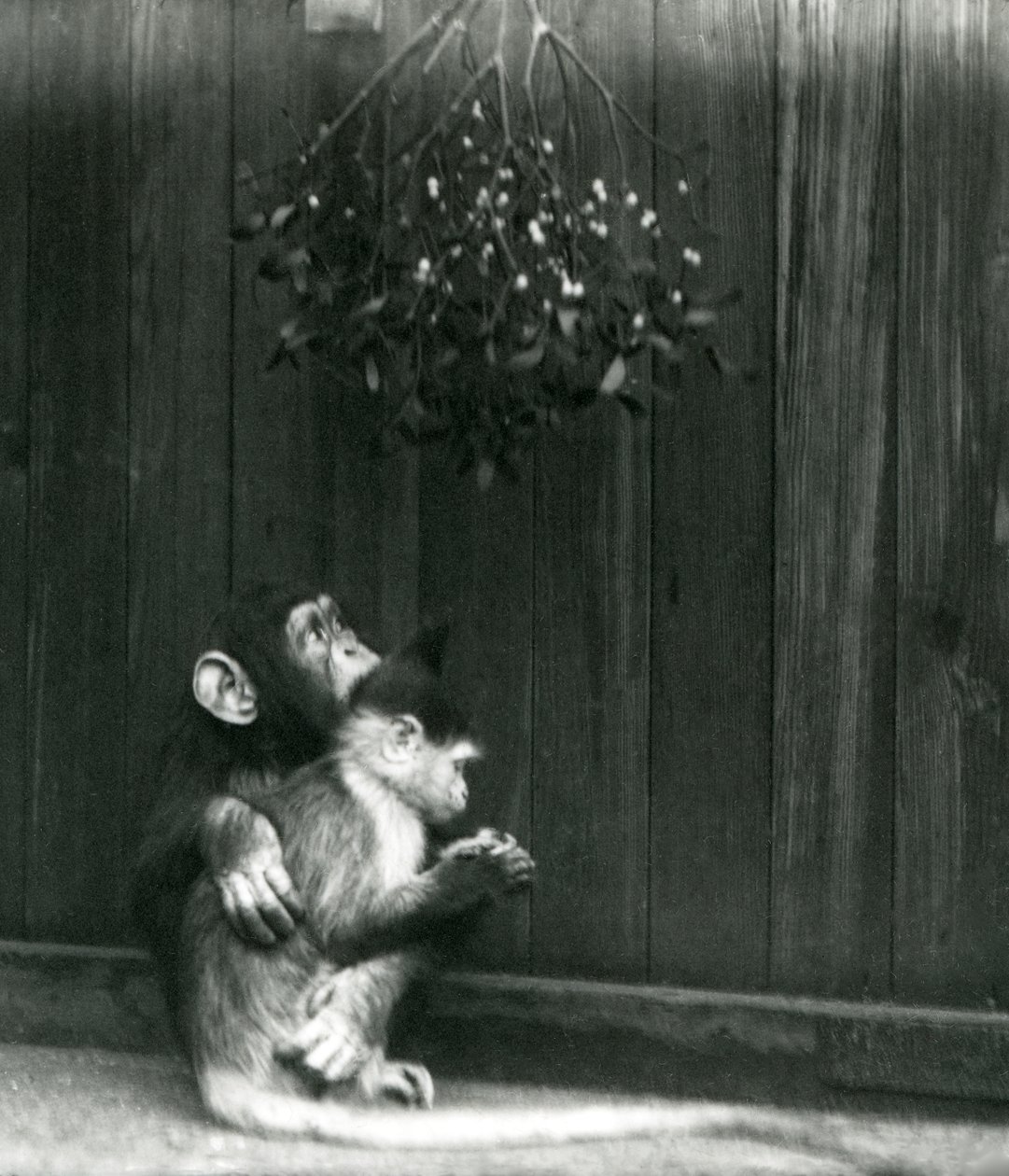 En ung chimpanse lægger sin arm om en Mangabey under mistelten i London Zoo i december 1924 af Frederick William Bond