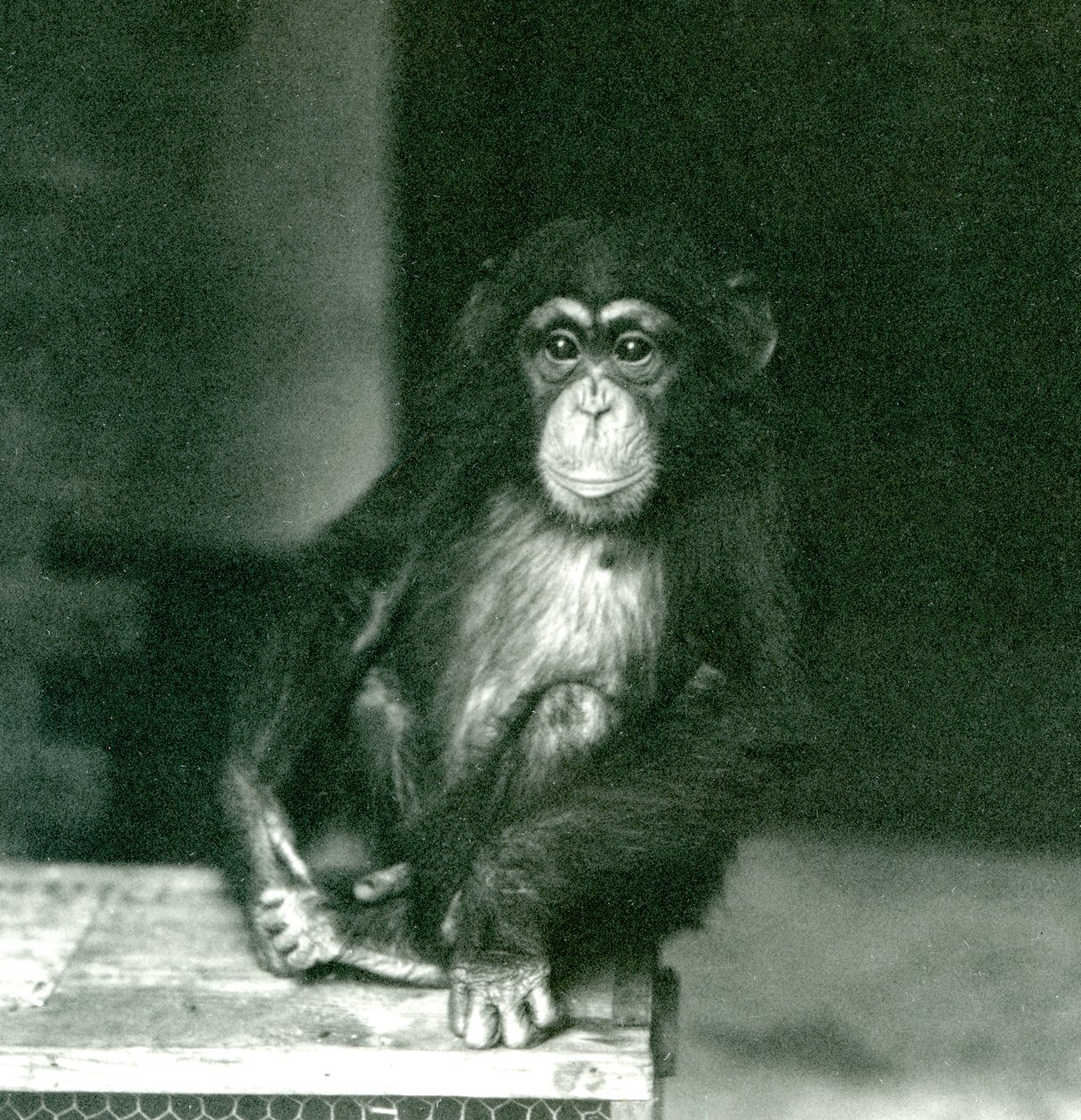 En ung chimpanse sidder på en trækasse i London Zoo i 1924 (s/h foto) af Frederick William Bond