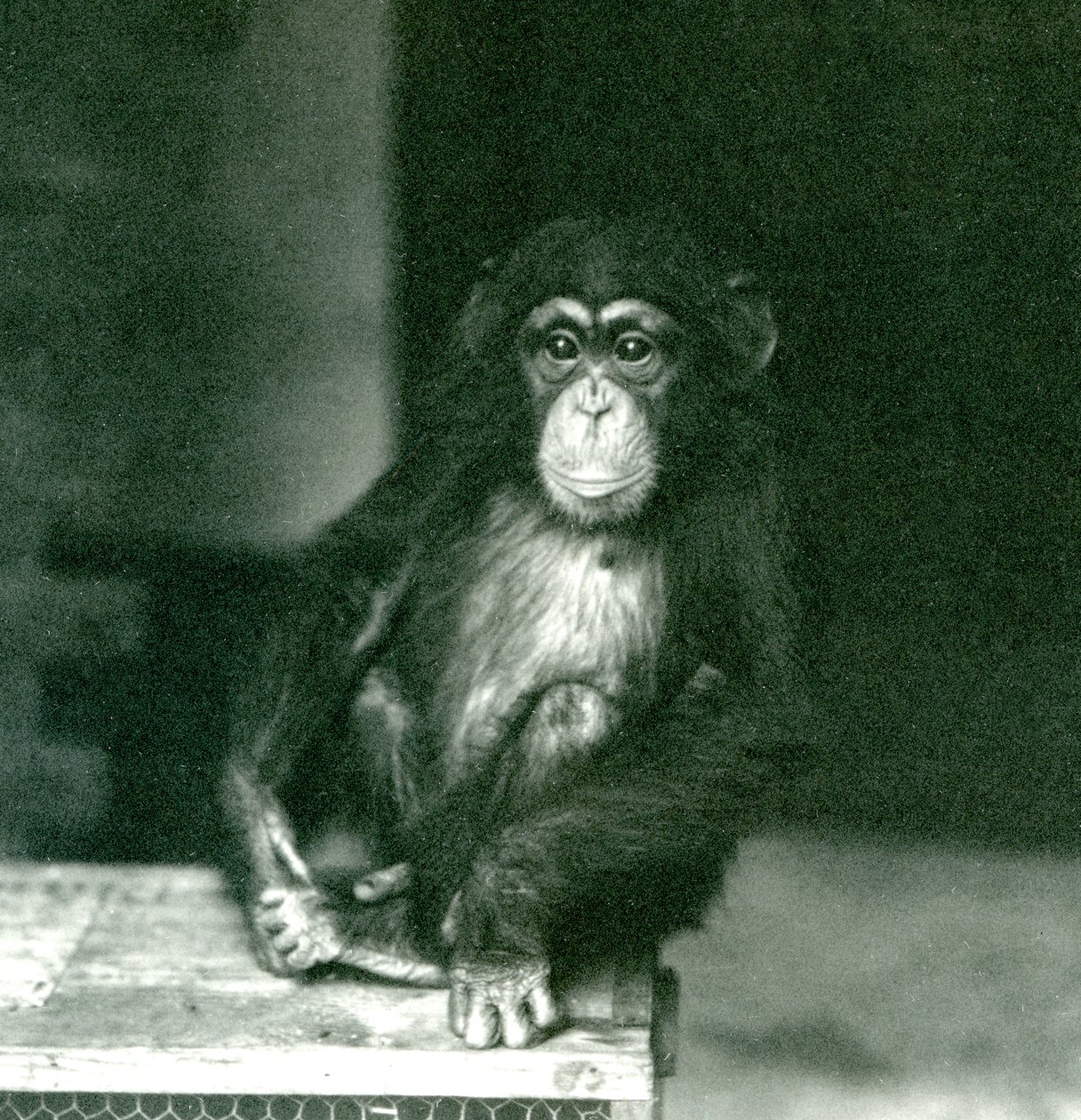 En ung chimpanse sidder på en trækasse i London Zoo i 1924 af Frederick William Bond