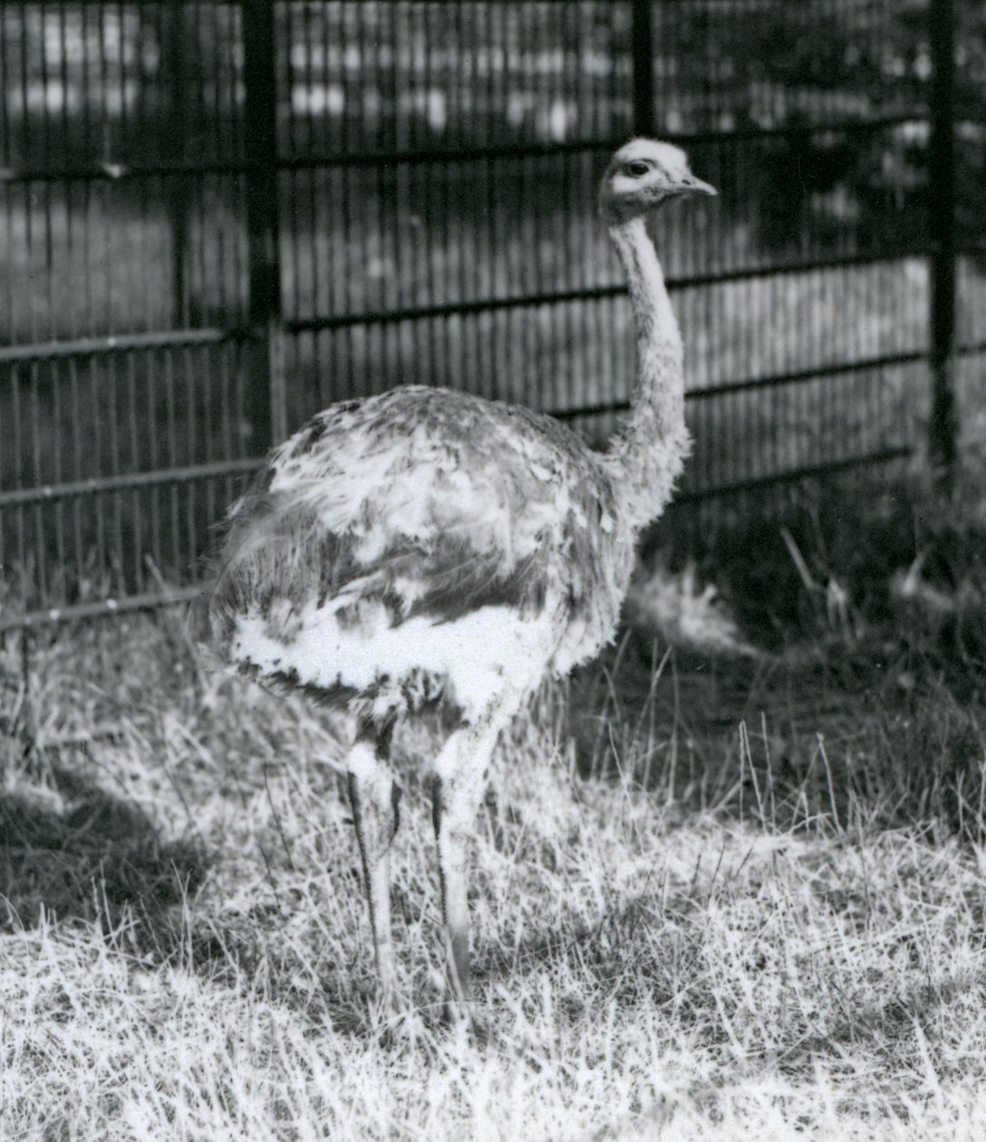 En ung Darwins/Lesser Rhea stående på græs, ved siden af hegnet til dens indhegning, London Zoo af Frederick William Bond
