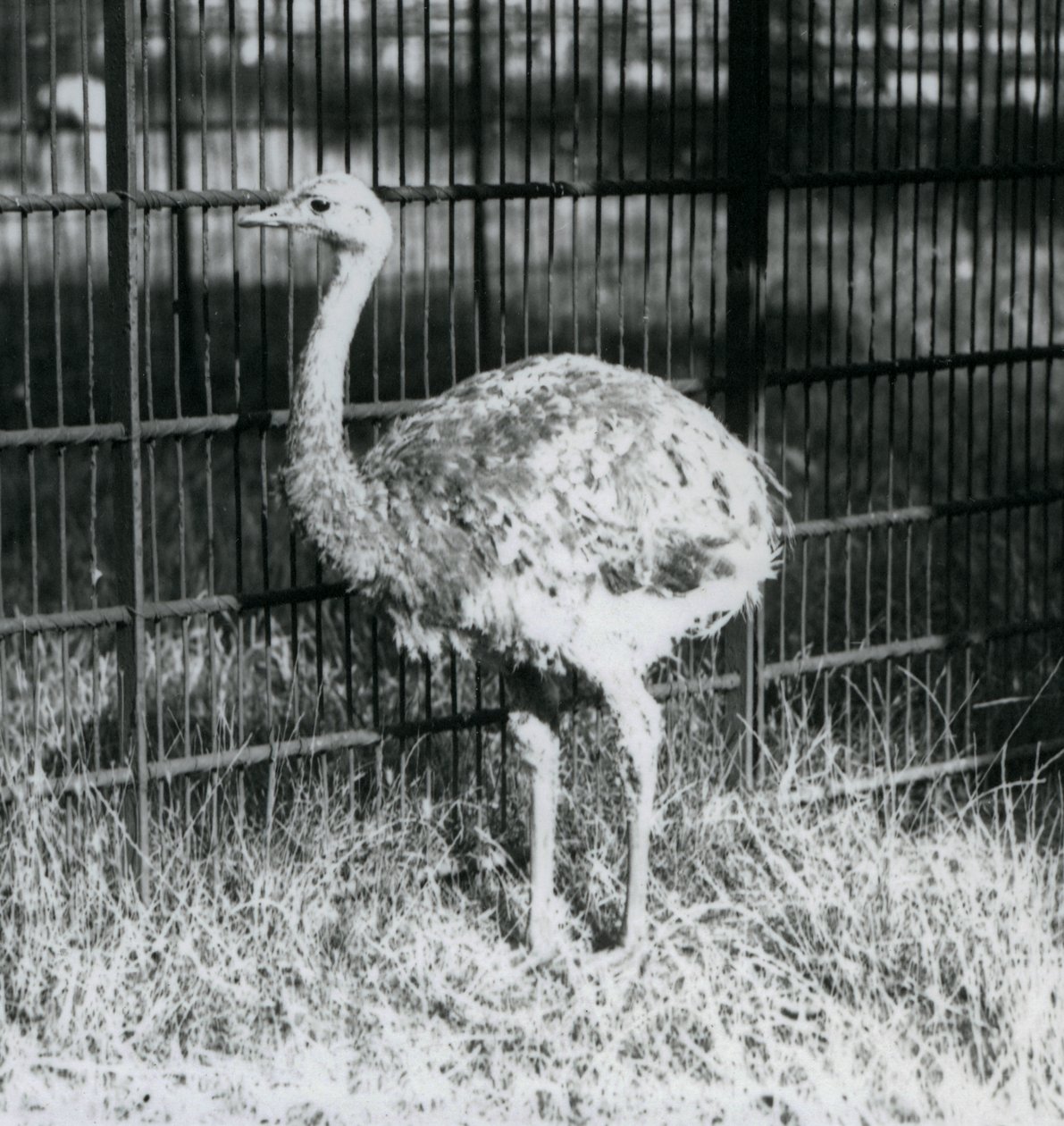 En ung Darwins/Lesser Rhea stående på græs, ved siden af hegnet til dens indhegning, London Zoo af Frederick William Bond