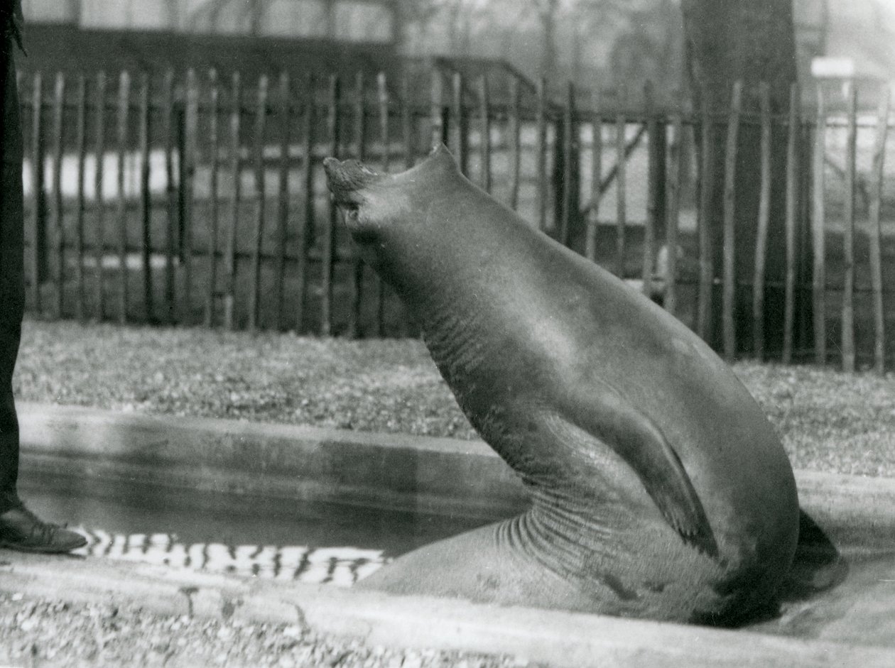 En ung søelefant når bagud, London Zoo af Frederick William Bond