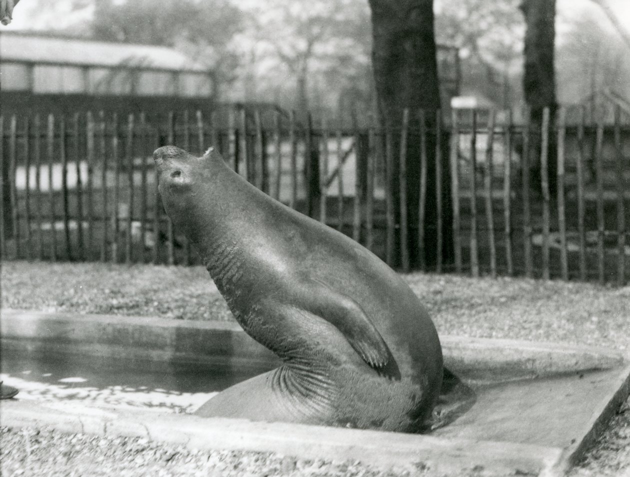 En ung elefantsæl rækker baglæns, London Zoo af Frederick William Bond