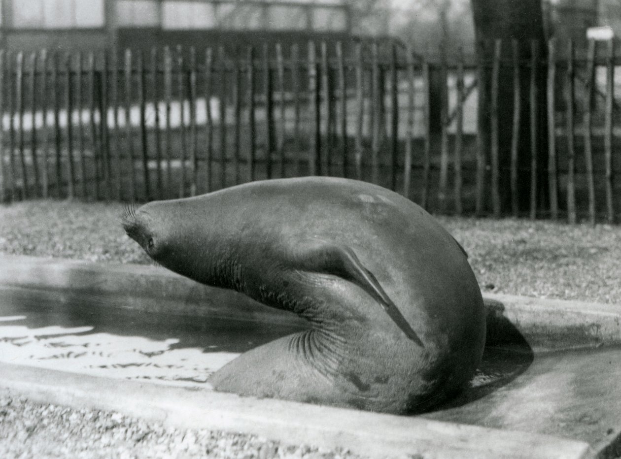 En ung elefantsæl rækker baglæns, London Zoo af Frederick William Bond