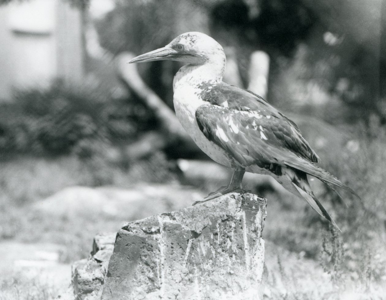 En ung sule stående på en træstub i London Zoo i 1929 (s/h foto) af Frederick William Bond