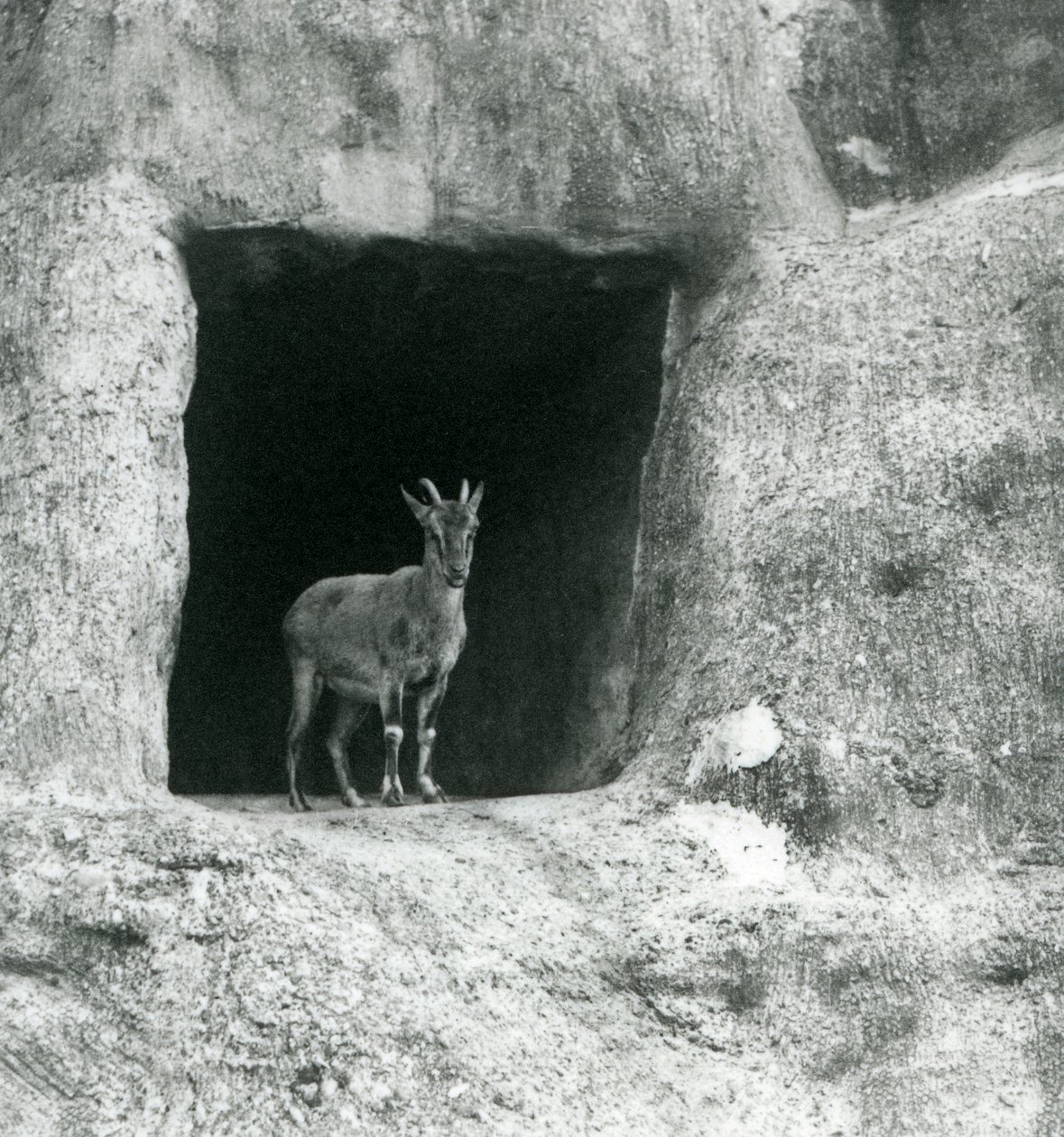 En ung græsk stenbuk stående i indgangen til hulen i de kunstige klipper på Mappin Terraces, London Zoo, august 1927 af Frederick William Bond