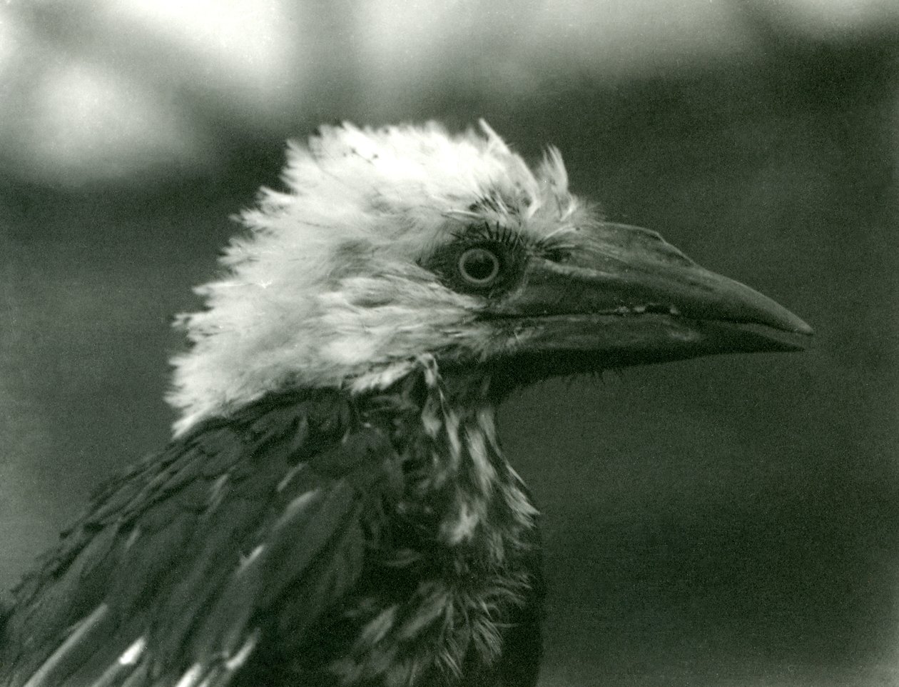 En ung næsehornsfugl i London Zoo, 1924 af Frederick William Bond