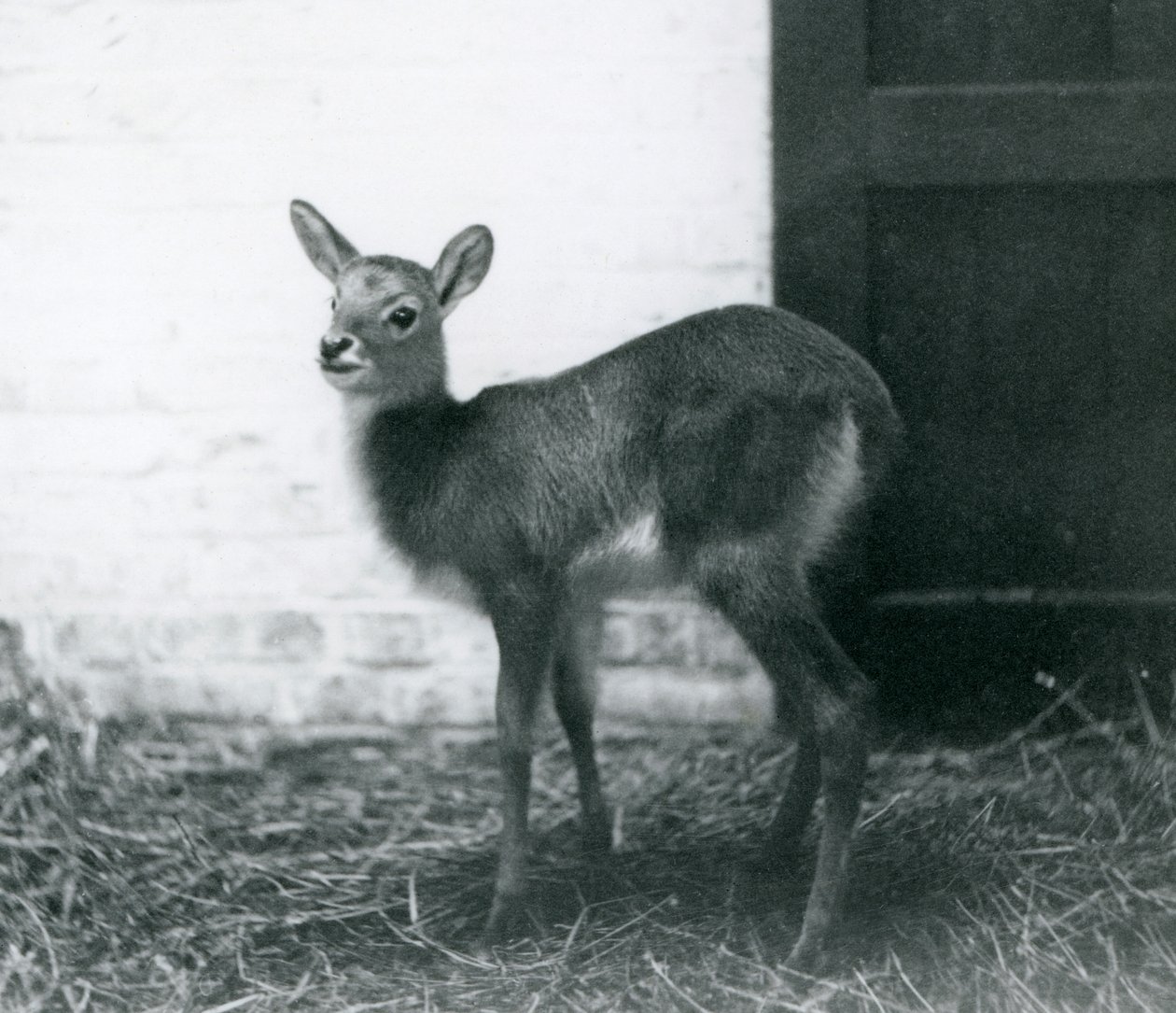 En ung Lechwe stående på hø, London Zoo, januar 1926 af Frederick William Bond