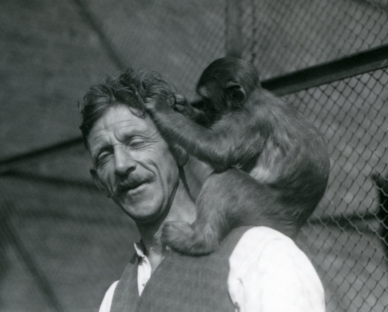 En ung abe, der plejer Flewins hår, London Zoo 1928 (s/h-foto) af Frederick William Bond