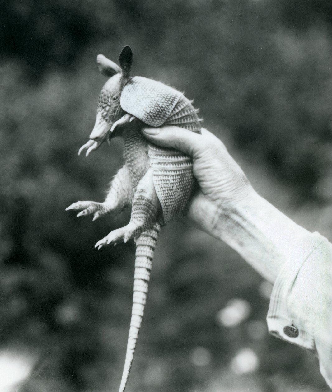 En ung ni-båndet bæltedyrNi-båndet langnæset bæltedyr holdt op i en målmands hånd, London Zoo, august 1926 af Frederick William Bond