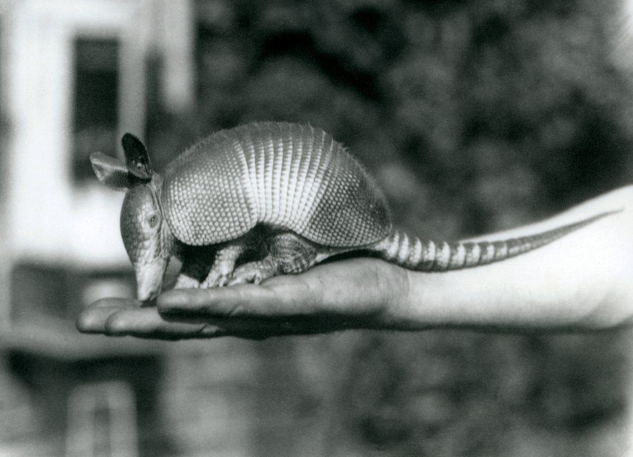 En ung ni-båndet bæltedyr eller ni-båndet langnæset bæltedyr hvilende på en åben håndflade, London Zoo, august 1926 af Frederick William Bond